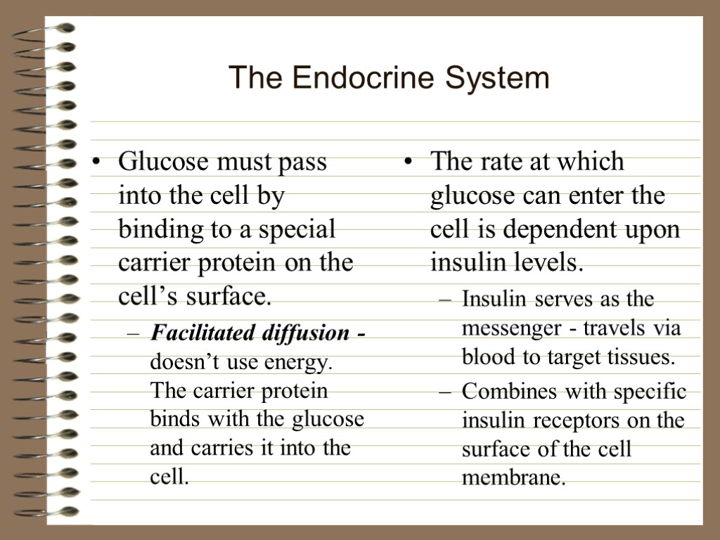 The Endocrine System Glucose must pass into the cell by binding to a special